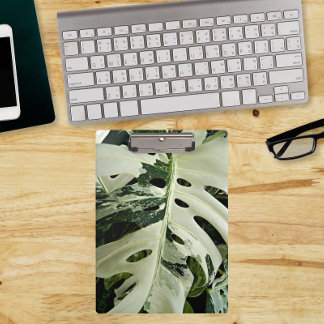 Pranchetas Monstera Plant Botânica Variegada