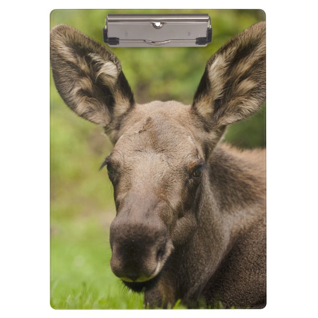 Pranchetas Moose Curiosa (Frente)