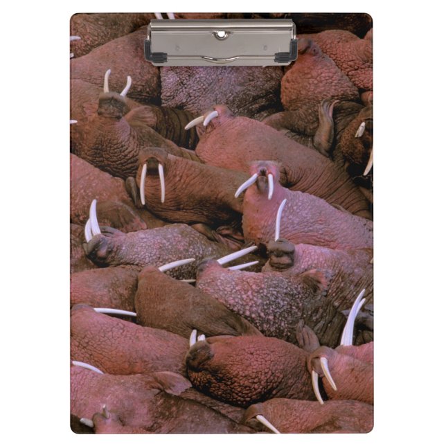 Pranchetas Nacional do delta de America do Norte, EUA, (Frente)