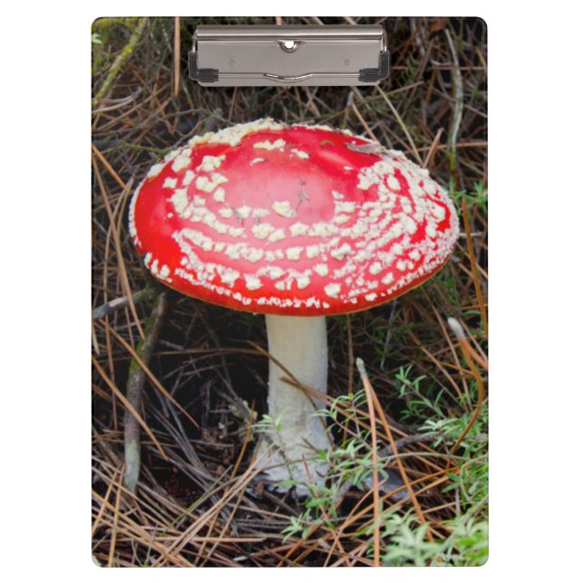 Pranchetas Nova Zelândia, Rotorua, Zona Vulcânica de Taupo (Frente)