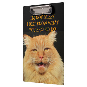 Pranchetas O gato Bossy está sendo Bossy