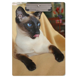 Pranchetas O gato Siamese do ponto cómico do selo que lambe