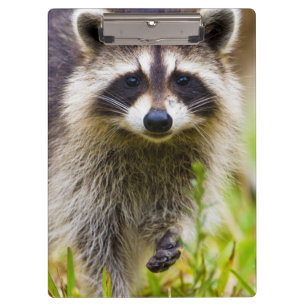 Pranchetas O guaxinim, Procyon lotor