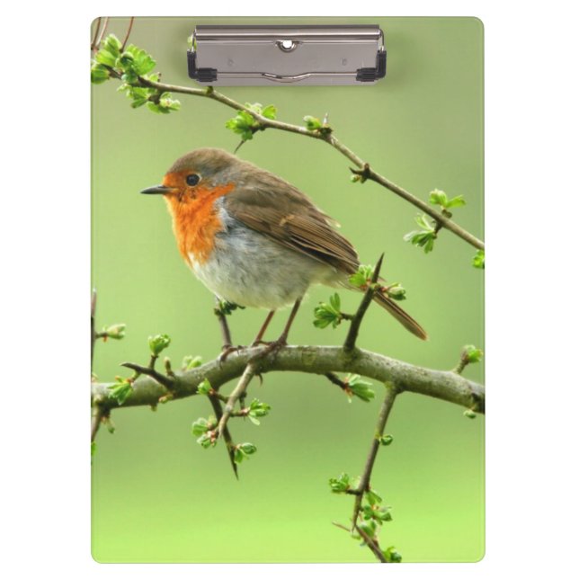 Pranchetas O pisco de peito vermelho (Frente)