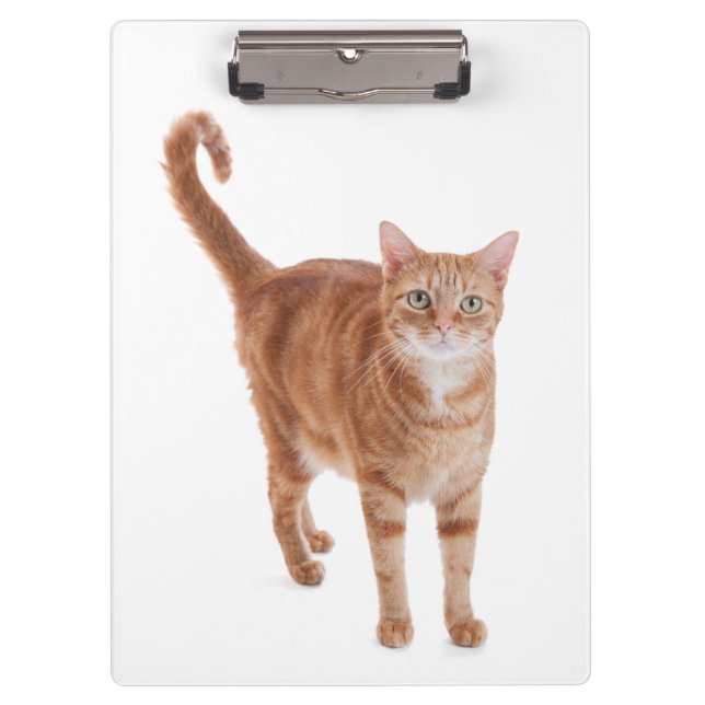 Pranchetas Orange Tabby Cat (Frente)