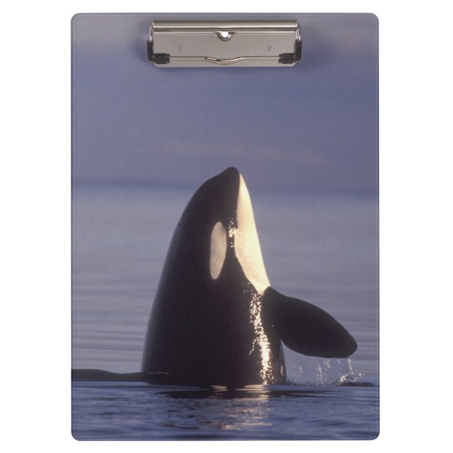 Pranchetas Orca (Orca orcinus) espiando perto (Frente)