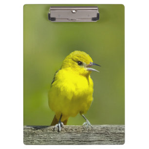 Pranchetas Orchard Oriole - Fotografia original