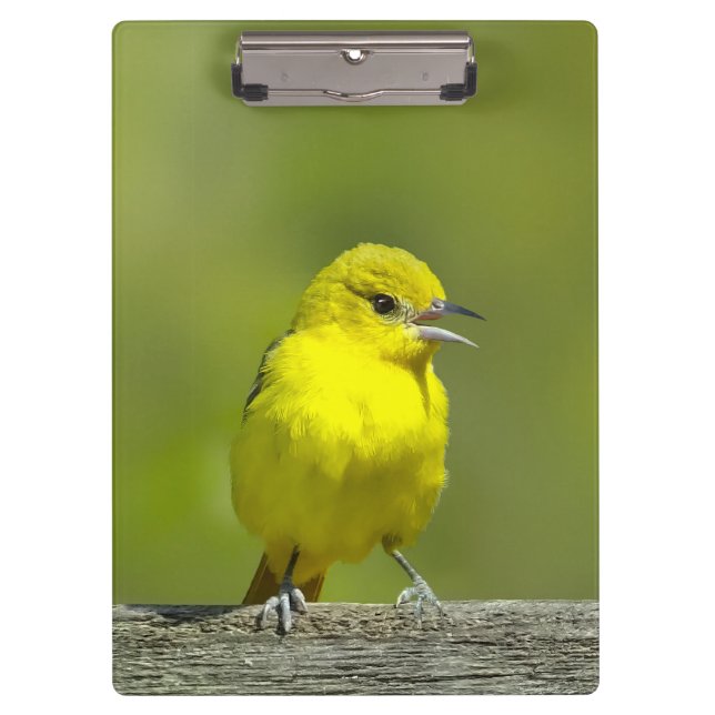 Pranchetas Orchard Oriole - Fotografia original (Frente)