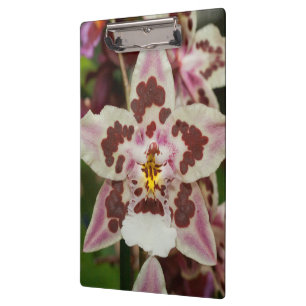 Pranchetas Orquídea Phalaenopsis Multicolorida Incrível