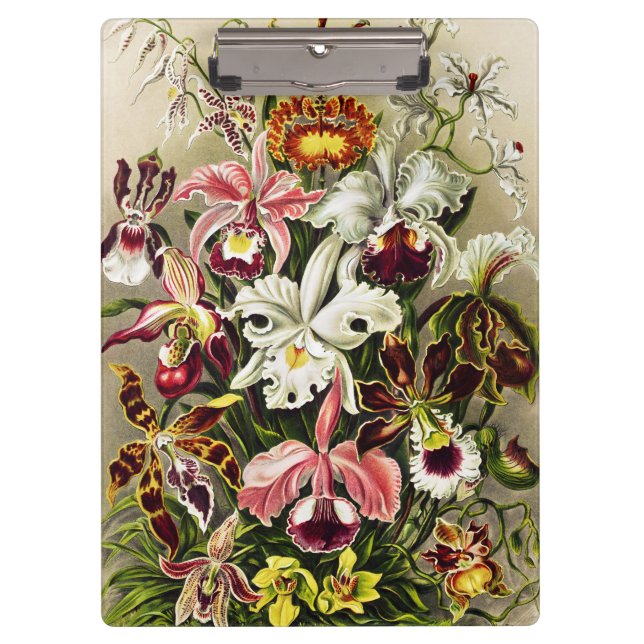 Pranchetas Orquídeas, Orquídeas Denusblumen Ernst Haeckel (Frente)