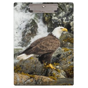 Pranchetas Ortod Bald Eagle