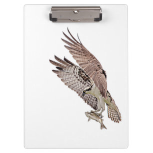 Pranchetas Osprey com peixe