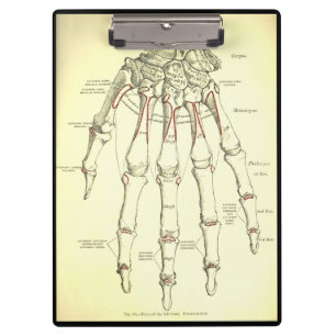 Pranchetas Ossos da anatomia do vintage da mão