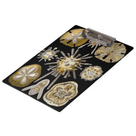 Pranchetas Ouriços-do-mar Antigos Dólares de Areia por Ernst