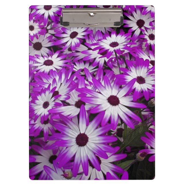 Pranchetas Padrão de flores, Kuekenhof Gardens, Lisse, (Frente)