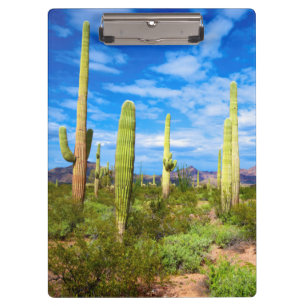 Pranchetas Paisagem de cacto do deserto, Arizona