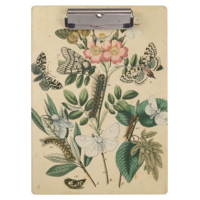 Pranchetas Palcos da vida da borboleta pelo Vision Studio (Frente)