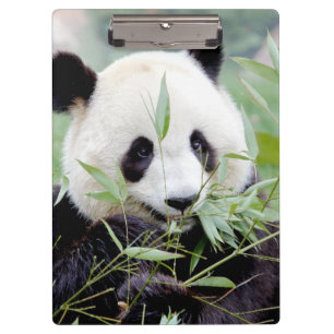 Pranchetas Panda gigante fotográfica, animais 0129.