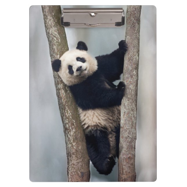 Pranchetas Panda jovem subindo em uma árvore, China (Frente)