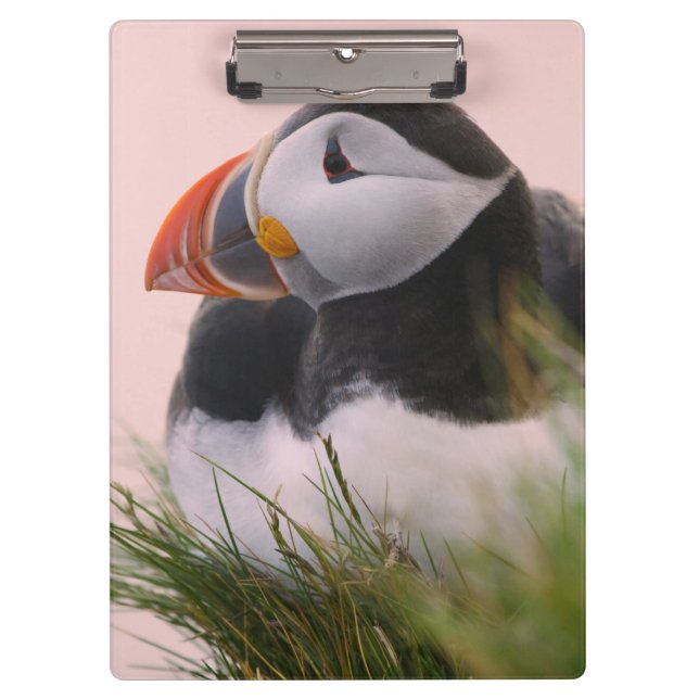 Pranchetas Papagaio-do-mar (Fratercula arctica) (Frente)