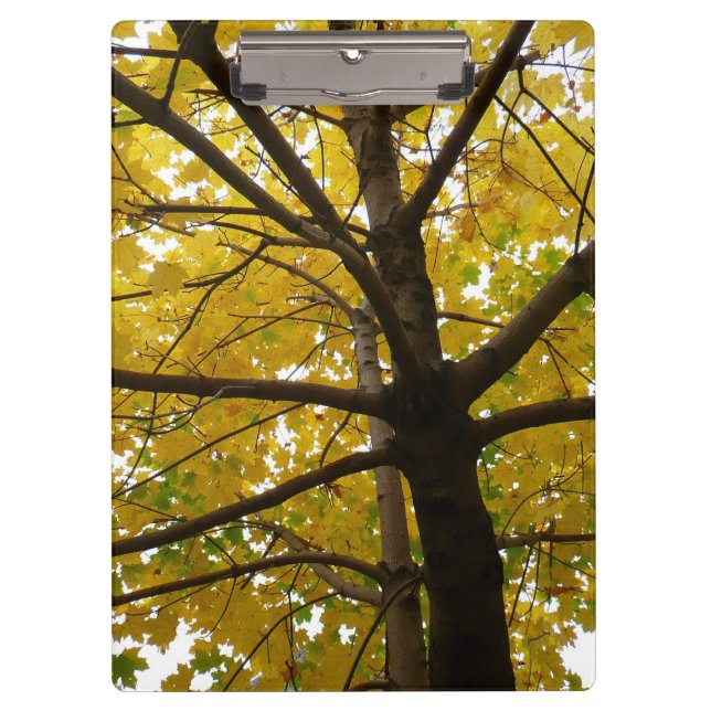 Pranchetas Par da Natureza do Outono das Árvores Amarelas do  (Frente)