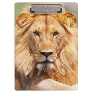 Pranchetas Par de Leões Africanos, Panthera leo, Tanzânia