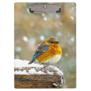 Pranchetas Pássaro-azul-do-leste na Neve - Fotografia Origina