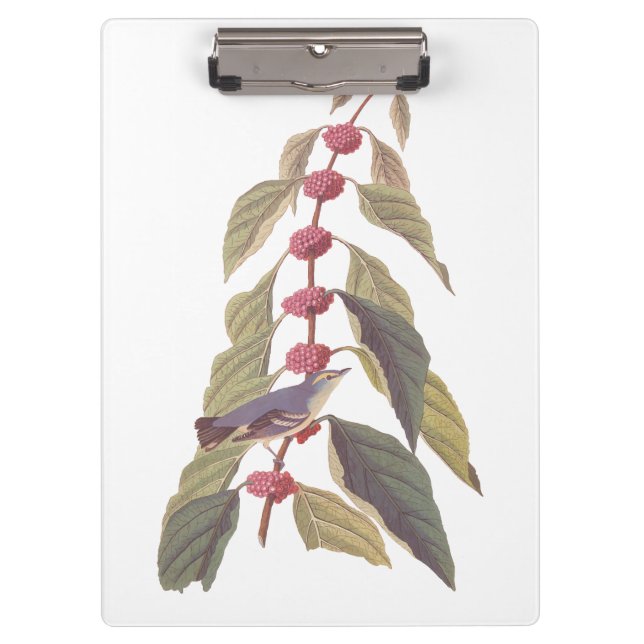 Pranchetas Pássaro Canino Verde Azul de Audubon (Frente)