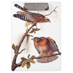 Pranchetas Pássaro de Preia ruivo Hawk Audubon