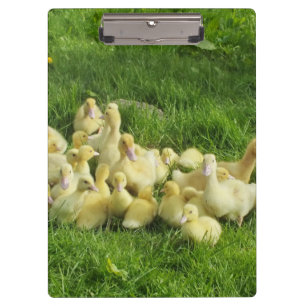 Pranchetas pássaro, pato, pato, amarelo, natureza, fofo, bebê
