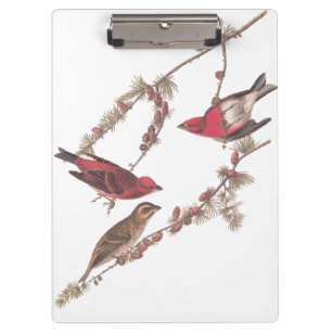 Pranchetas Pássaros Roxos de Audubon em Árvore Conífera