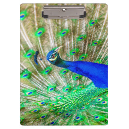 Pranchetas Peacock Plumage