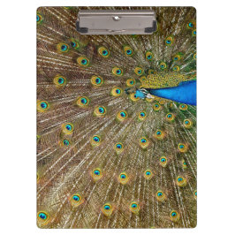 Pranchetas Penas da Cauda Peacock