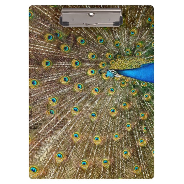 Pranchetas Penas da Cauda Peacock (Frente)