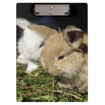 Pequenos coelhos fofos bonitos