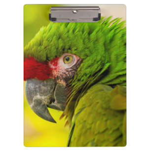 Pranchetas Perfil de arara no Zoológico de Santa Bárbara
