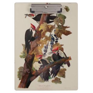 Pranchetas Pica-Pau-Grande de John James Audubon Impressão de