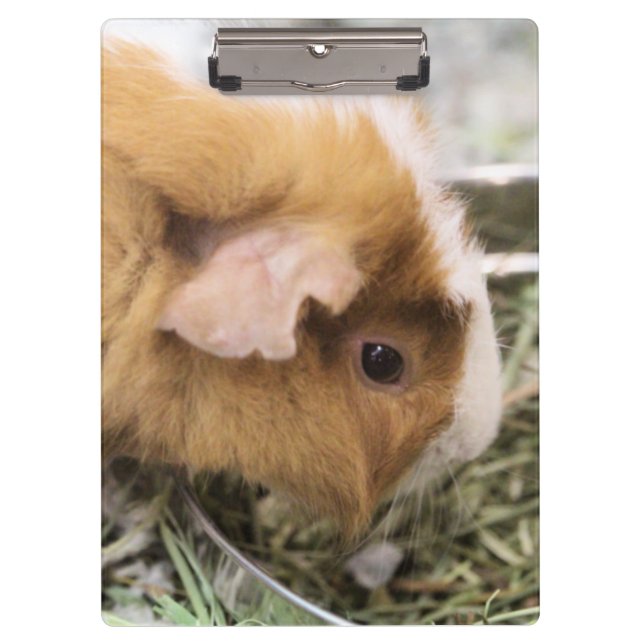 Pranchetas Piggy (Frente)