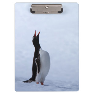 Pranchetas Pinguim Gentoo