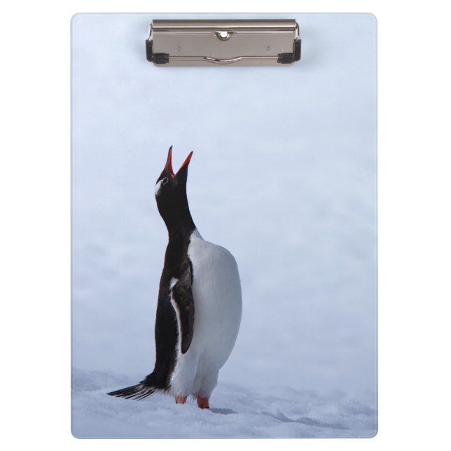 Pranchetas Pinguim Gentoo (Frente)