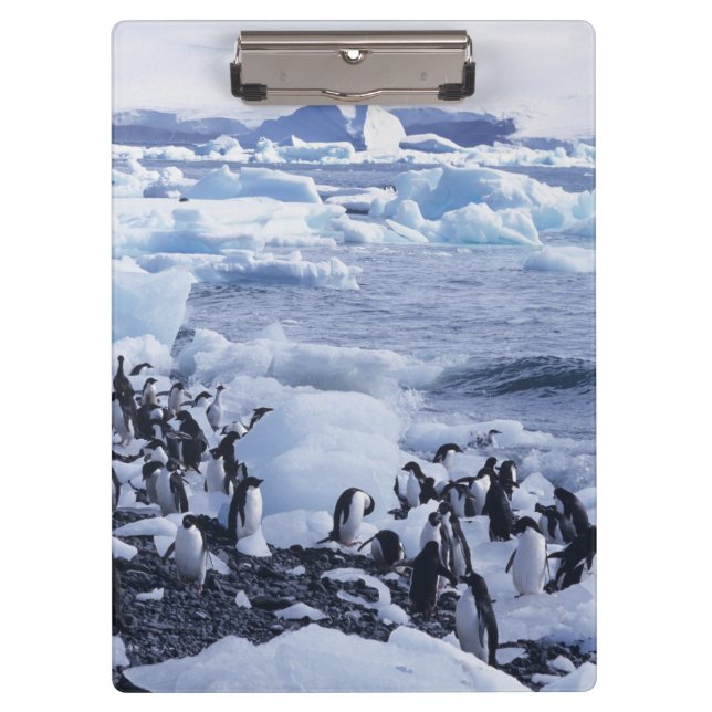 Pranchetas Pinguins-de-adélia Pygoscelis adeliae (Frente)