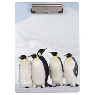 Pranchetas Pinguins de imperador
