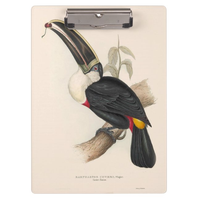 Pranchetas Pintura Antiquada de Pássaros Toucanos (Frente)