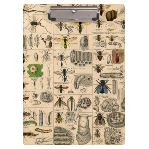 Pranchetas Pintura De Abelhas Insetos Insetos Vaza Natureza N