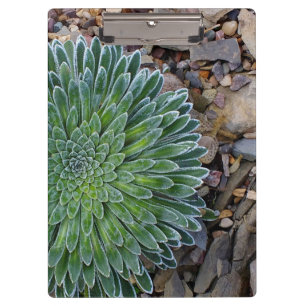 Pranchetas Planta de deserto do Succulent