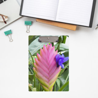 Pranchetas Planta Tropical Rosa Quill Planta Floral