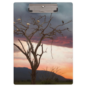 Pranchetas Pôr do sol no pântano de Kandheri com colhereiros