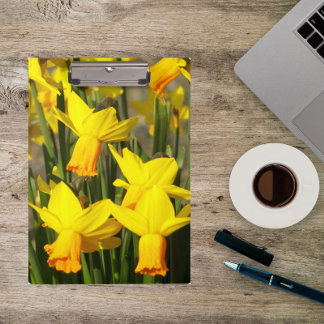 Pranchetas Primavera Amarelo Daffodils Floral