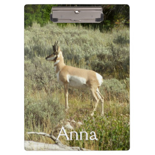 Pranchetas Pronghorn no Grand Teton National Park