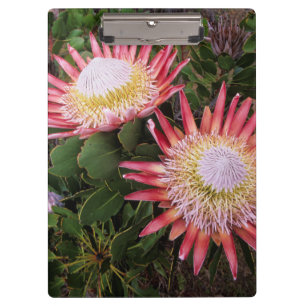 Pranchetas Protea-rei (Protea Cynaroides), Helderberg